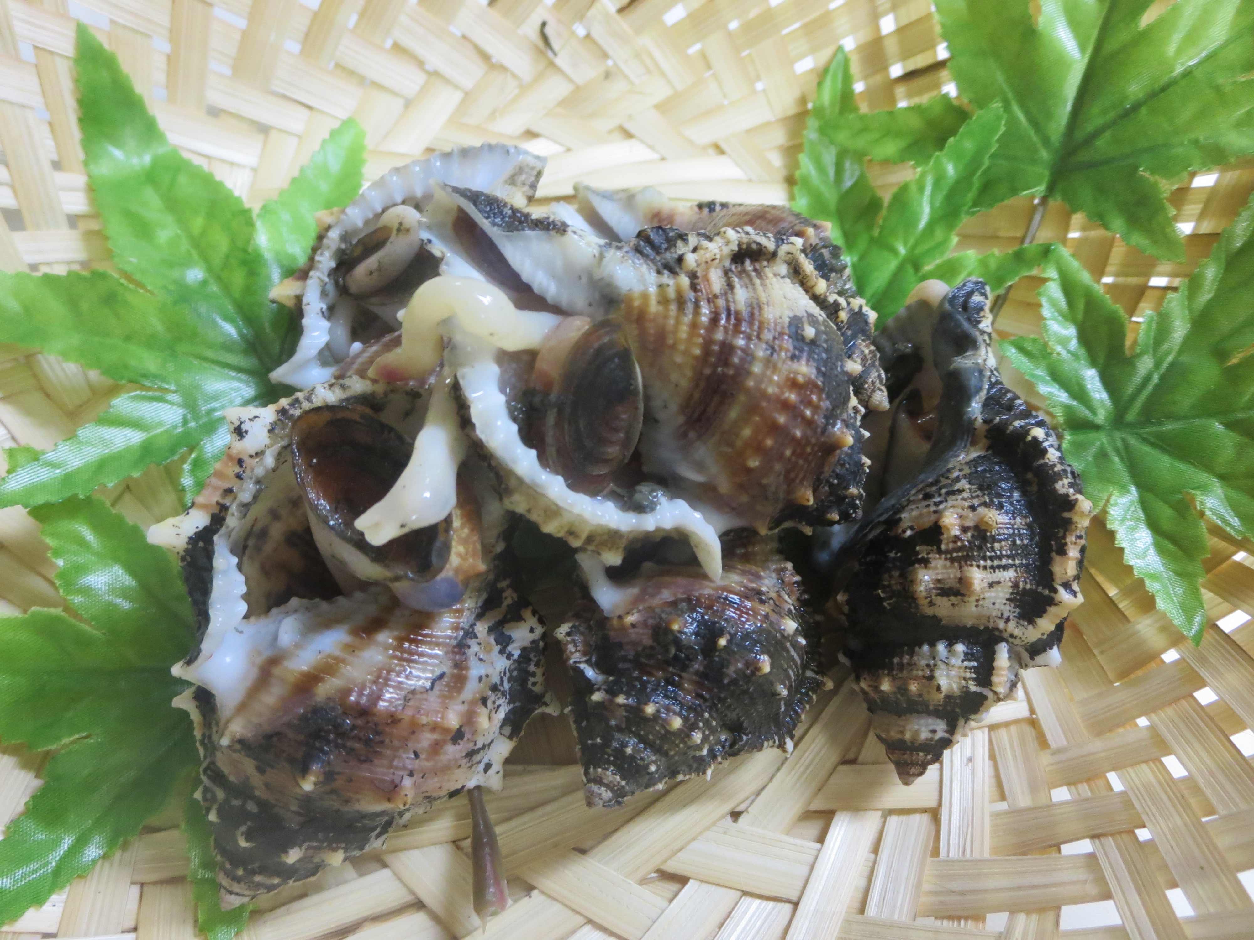 ミヤコボラ貝の通販 絶品簡単煮付け