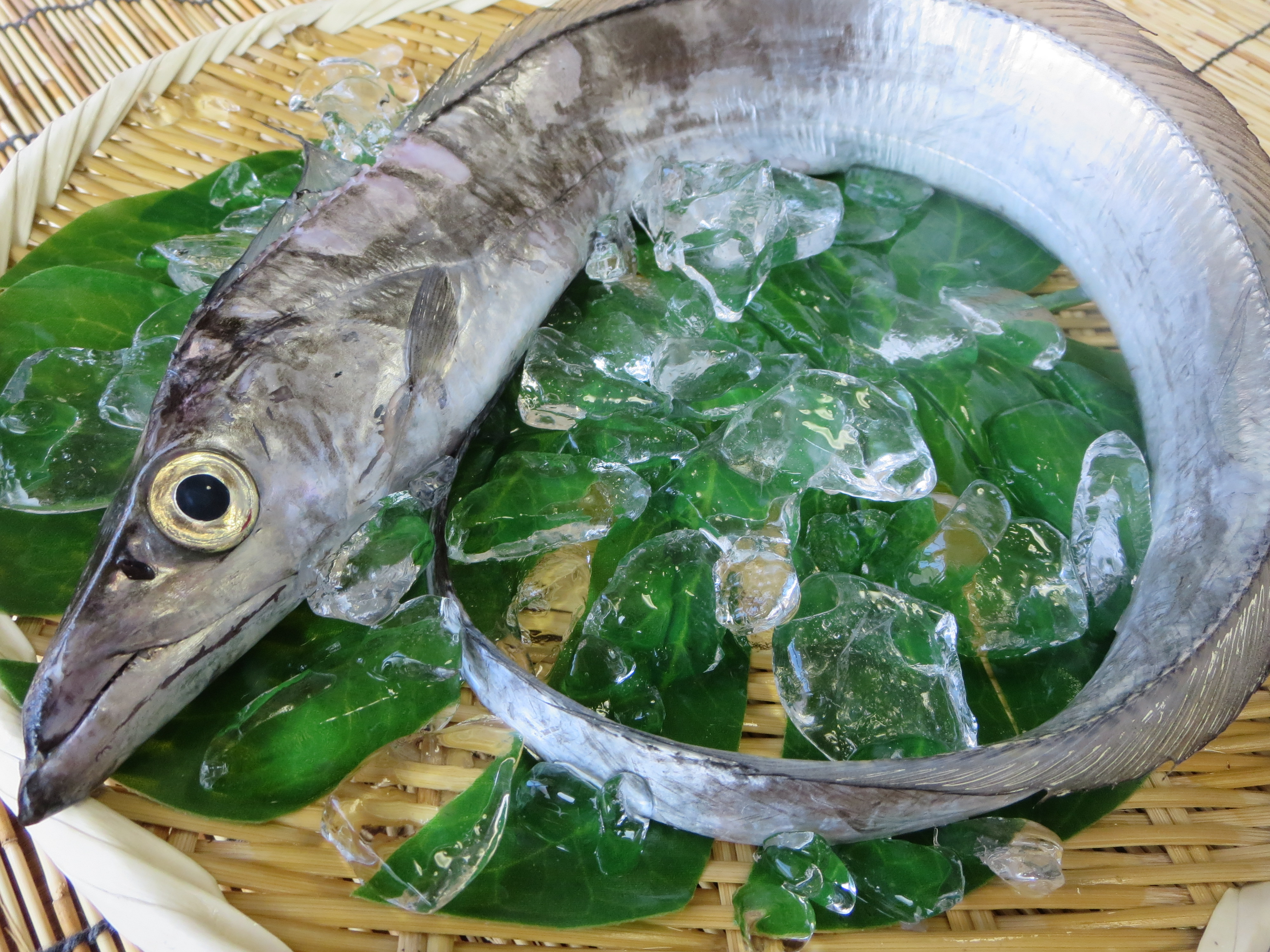 太刀魚の通販 | 漁師さん直送市場【家庭用】