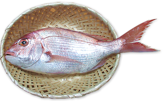 新鮮な魚(マダイ)の通販・ギフト