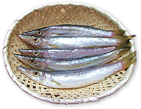 新鮮な魚(カマス)の通販・ギフト