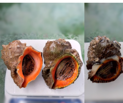 ニシ貝1箱（3個入）約1.7kg | 天然ニシ貝です。 1箱（3個入）約1