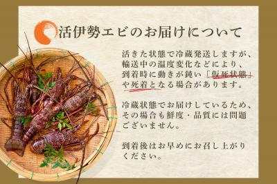 特大】イセエビ 2㎏ | 大～超特大イセエビ500g～1000gオーバーサイズ2