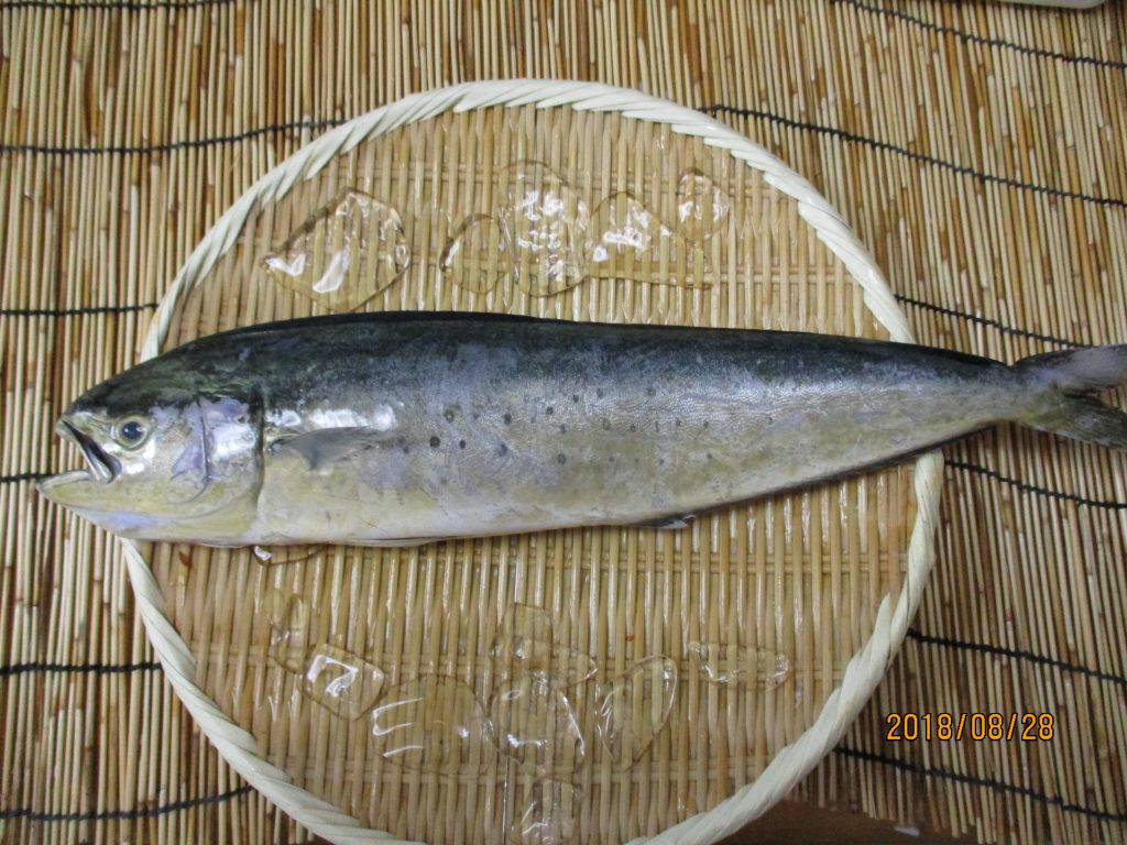 シイラの通販。ハワイで高級魚の「マヒマヒ」