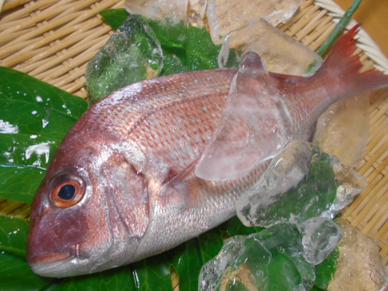 漁師さん直送市場 家庭用 鮮魚通販 漁師さんが今朝獲れた鮮魚を産地直送